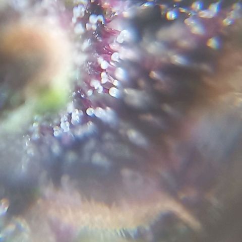 Auto Og Kush SE+ growlog timeline photo