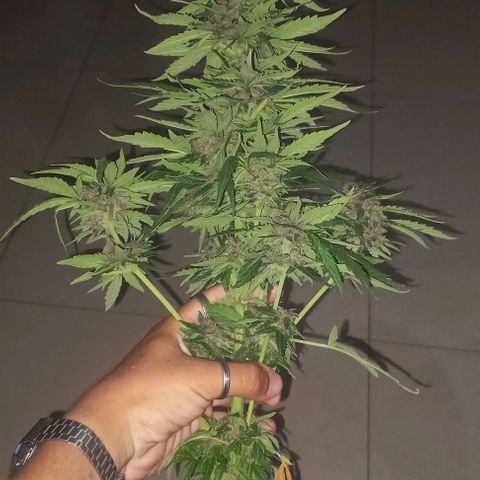 Auto Og Kush SE+ growlog timeline photo