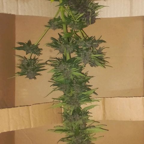 Auto Og Kush SE+ growlog timeline photo