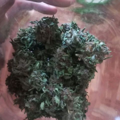 Auto Og Kush SE+ growlog timeline photo