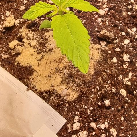 Banana Kush Cake growlog timeline photo