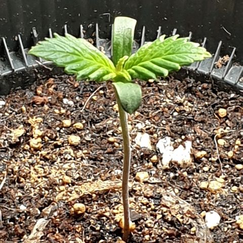 KC 36 growlog timeline photo