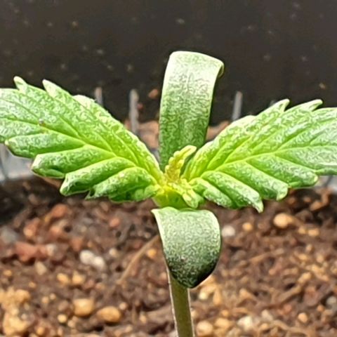 KC 36 growlog timeline photo