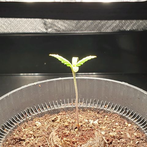 KC 36 growlog timeline photo