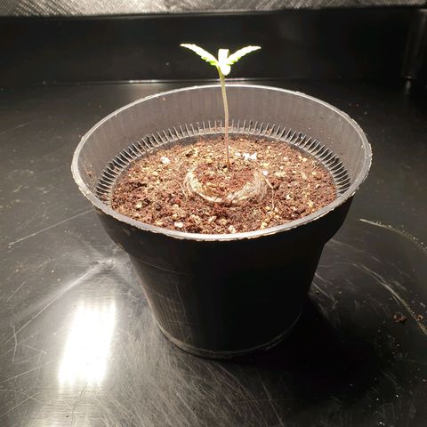 KC 36 growlog timeline photo