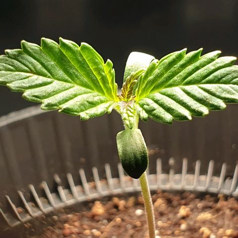 KC 36 growlog photo: She is doing well I would say.. She has a little Sunburn on one leaf, but not too dramatic.. I just lifted the light from 3,5cm to like 5cm. Its 300 to 450 PPFD.
Crouseig mode so far.. :)