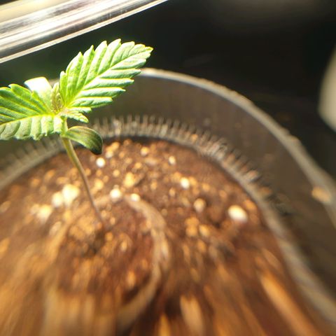 KC 36 growlog photo: She is doing well I would say.. She has a little Sunburn on one leaf, but not too dramatic.. I just lifted the light from 3,5cm to like 5cm. Its 300 to 450 PPFD.
Crouseig mode so far.. :)