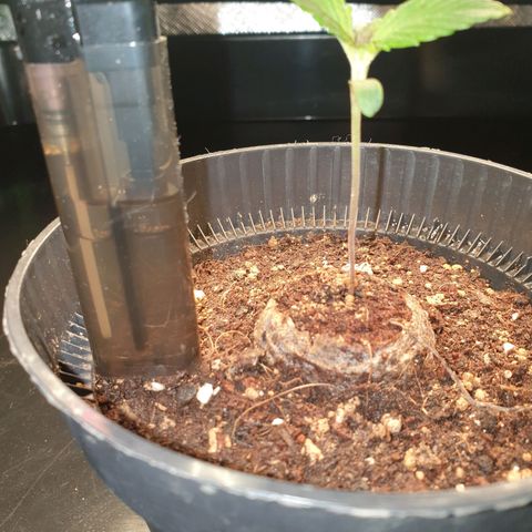 KC 36 growlog photo: She is doing well I would say.. She has a little Sunburn on one leaf, but not too dramatic.. I just lifted the light from 3,5cm to like 5cm. Its 300 to 450 PPFD.
Crouseig mode so far.. :)