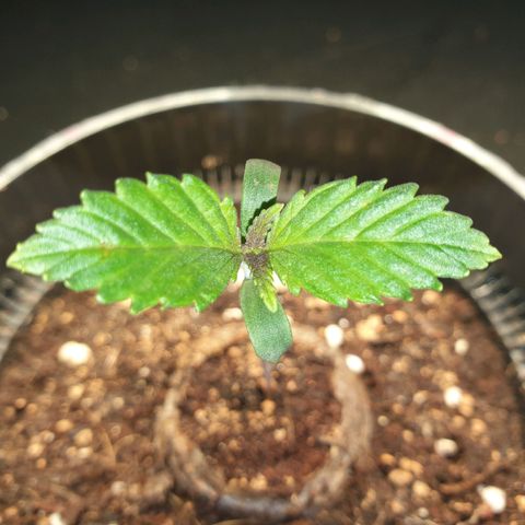 KC 36 growlog photo: She is doing well I would say.. She has a little Sunburn on one leaf, but not too dramatic.. I just lifted the light from 3,5cm to like 5cm. Its 300 to 450 PPFD.
Crouseig mode so far.. :)