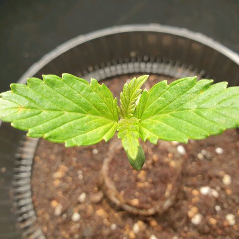 KC 36 growlog timeline photo