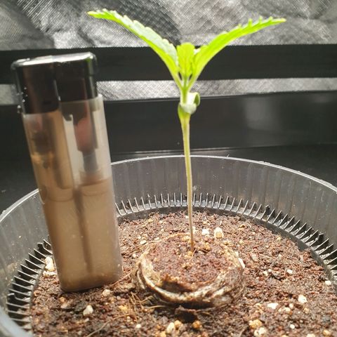 KC 36 growlog timeline photo