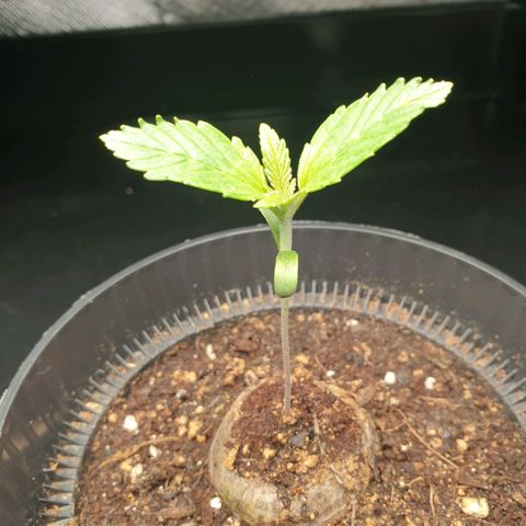 KC 36 growlog timeline photo