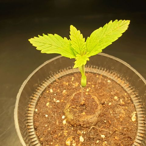 KC 36 growlog timeline photo