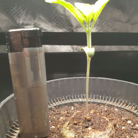 KC 36 growlog timeline photo