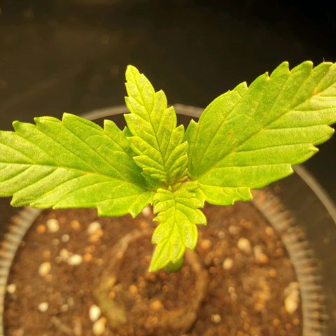 KC 36 growlog timeline photo