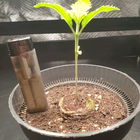 KC 36 growlog timeline photo