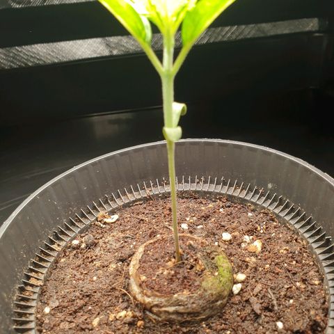KC 36 growlog timeline photo