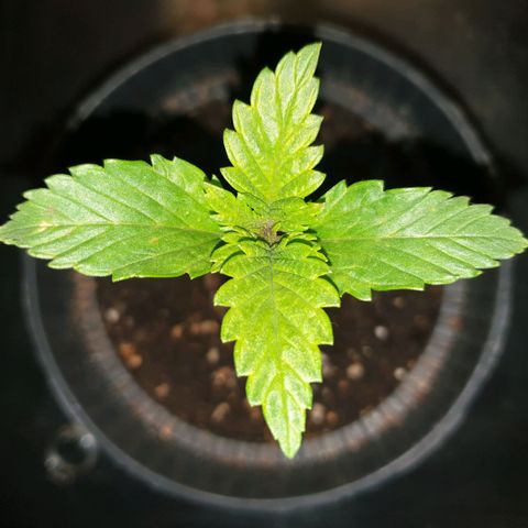 KC 36 growlog timeline photo