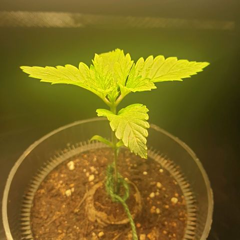 KC 36 growlog photo: I've added a little stabilisatoren on the bottom because she started to become a bit top heavy. The leaf's are growing uneven..Let's just wait and see..