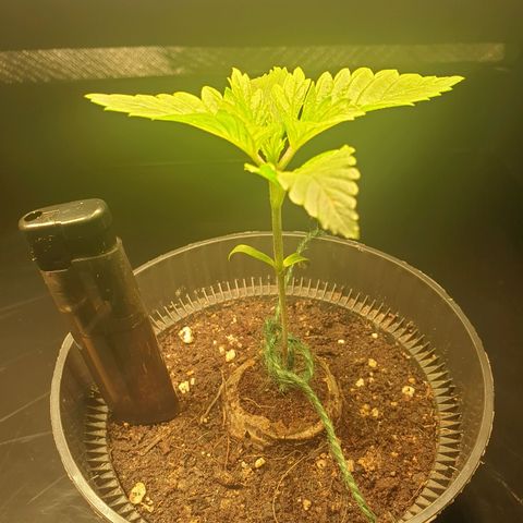 KC 36 growlog photo: I've added a little stabilisatoren on the bottom because she started to become a bit top heavy. The leaf's are growing uneven..Let's just wait and see..