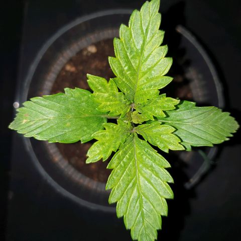 KC 36 growlog photo: I've added a little stabilisatoren on the bottom because she started to become a bit top heavy. The leaf's are growing uneven..Let's just wait and see..