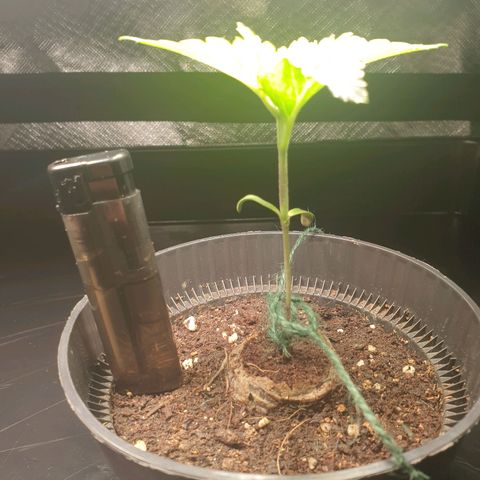 KC 36 growlog photo: I've added a little stabilisatoren on the bottom because she started to become a bit top heavy. The leaf's are growing uneven..Let's just wait and see..