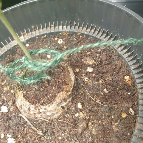 KC 36 growlog photo: I've added a little stabilisatoren on the bottom because she started to become a bit top heavy. The leaf's are growing uneven..Let's just wait and see..