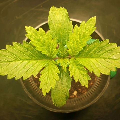 KC 36 growlog photo: Branch support upgrade. 