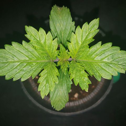 KC 36 growlog photo: Branch support upgrade. 