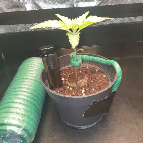 KC 36 growlog photo: Branch support upgrade. 