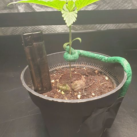 KC 36 growlog photo: Branch support upgrade. 