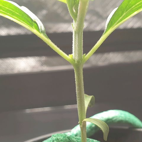 KC 36 growlog photo: First signs of sidebranches.