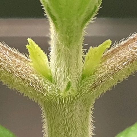 KC 36 growlog photo: First signs of sidebranches.