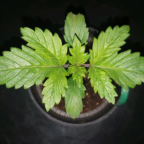 KC 36 growlog photo: First signs of sidebranches.