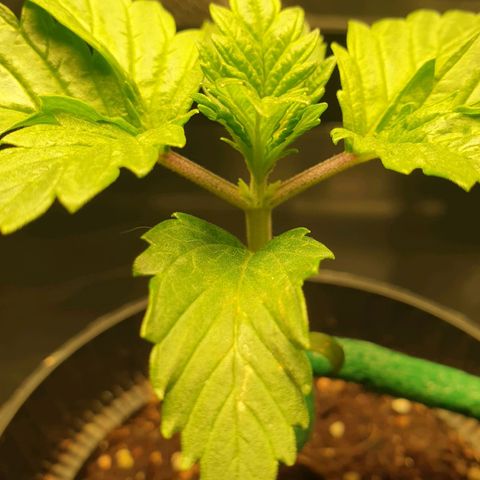 KC 36 growlog photo: First signs of sidebranches.