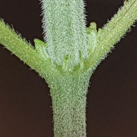 KC 36 growlog photo: First signs of sidebranches.