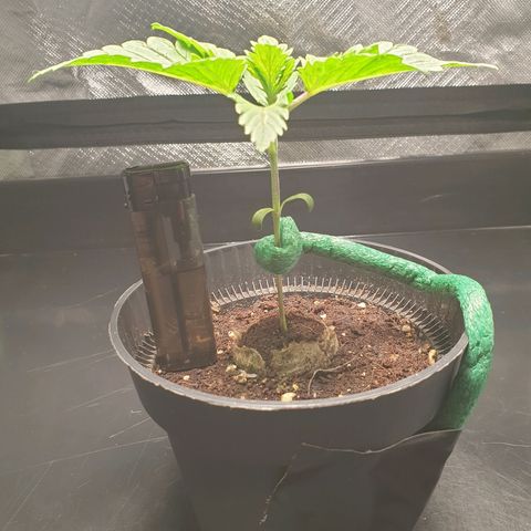KC 36 growlog photo: First signs of sidebranches.