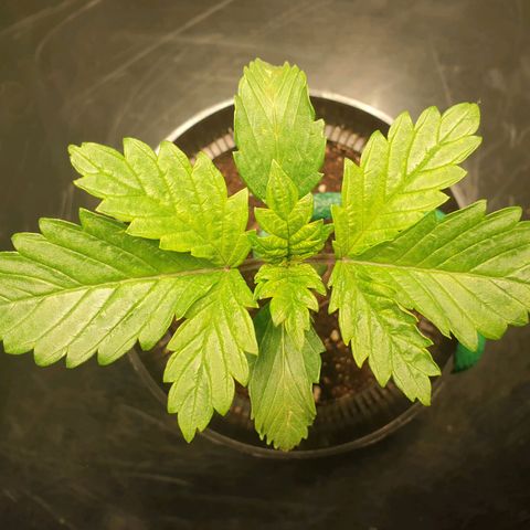 KC 36 growlog photo: First signs of sidebranches.