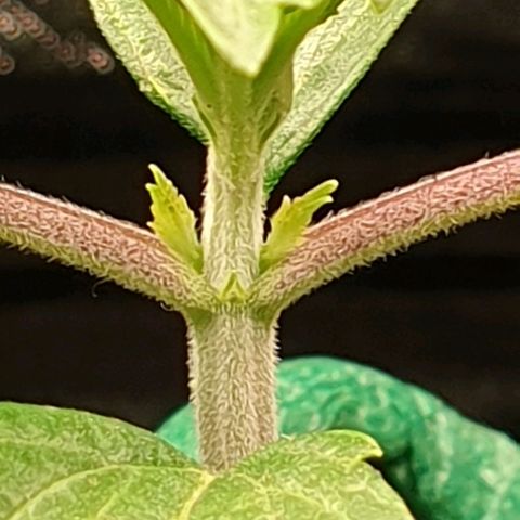 KC 36 growlog photo: Reporting..