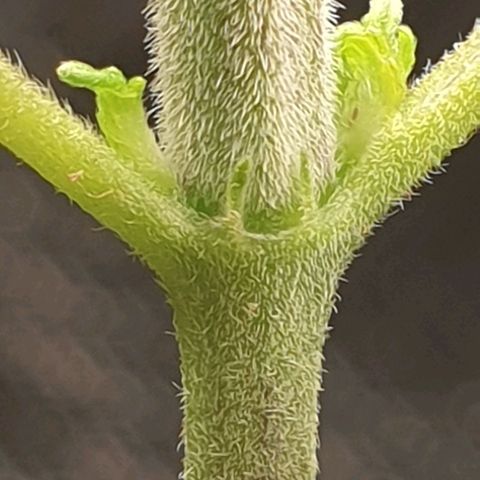 KC 36 growlog photo: Reporting..