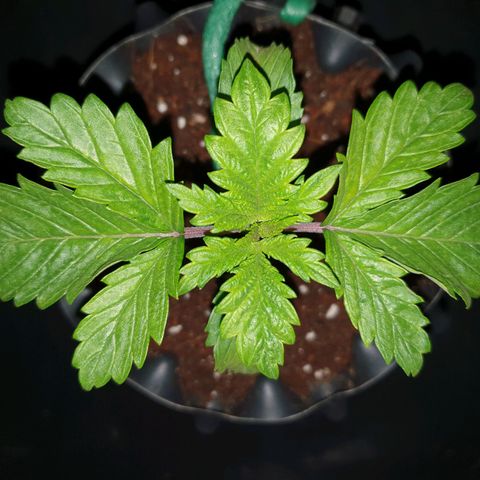 KC 36 growlog photo: Reporting..