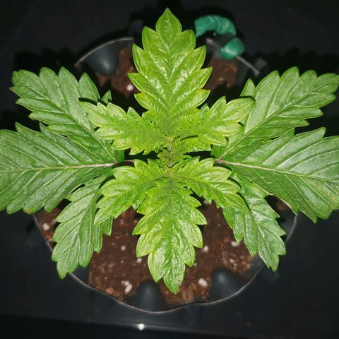 KC 36 growlog photo: Still alive..
