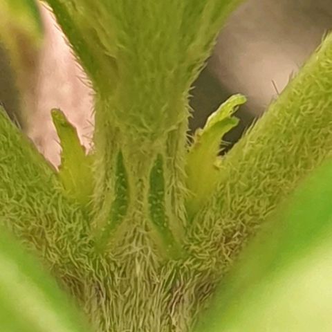 KC 36 growlog photo: Still alive..