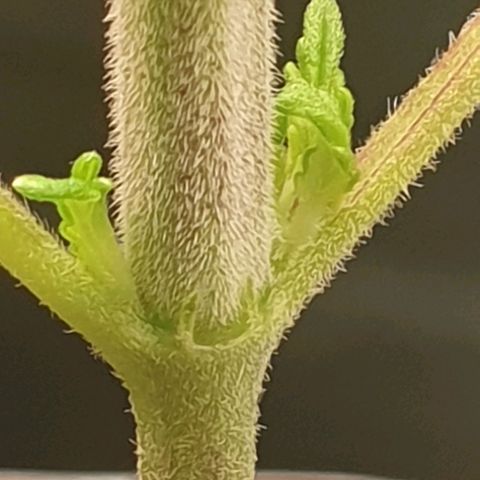 KC 36 growlog photo: Still alive..