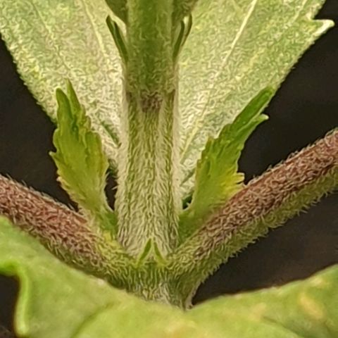 KC 36 growlog photo: Still alive..