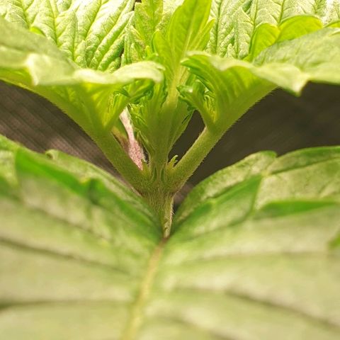 KC 36 growlog photo: Still alive..