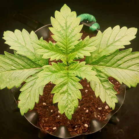 KC 36 growlog photo: Still alive..