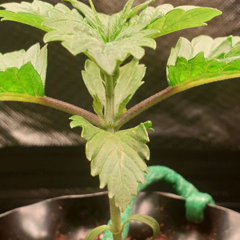 KC 36 growlog photo: Still alive..