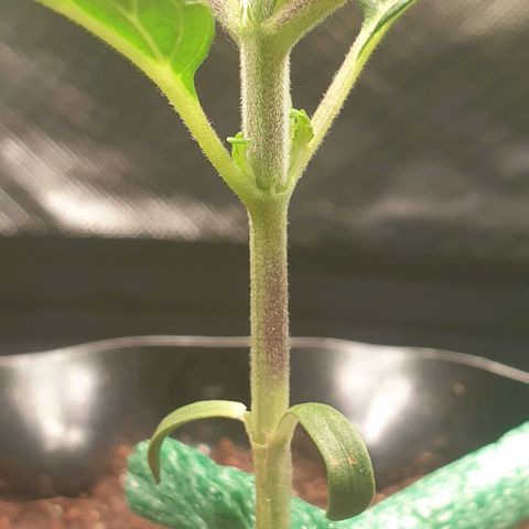 KC 36 growlog photo: Still alive..