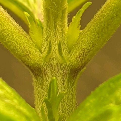 KC 36 growlog timeline photo